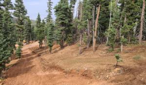 Apex Tree Professionals