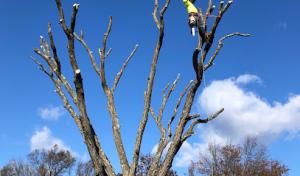 Oscar's Tree Removal & Stone Veneer