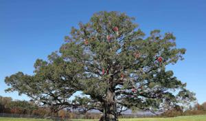 Van Yahres Tree Company