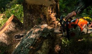 Vanzyl Tree & Landscape