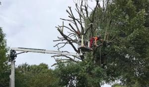 Timberlake's Tree Service Chesapeake