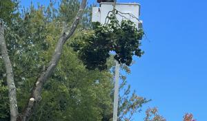 Forrest Tree Services