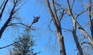 Garcí’s tree service & landscaping