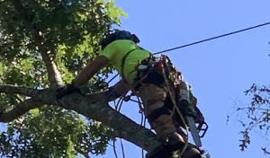 Technical Tree Service