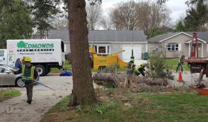 Edmonds Tree Service