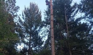 Butte County Tree Service