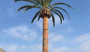 Coastal Arbor Tree Service