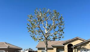 Malpartida Tree Service