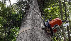 Aliso Viejo Tree Service