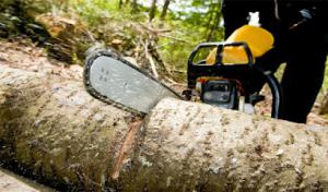 Teague's Tree Service