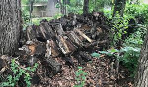 Live Green Tree Service