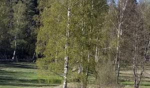 Acer Trees