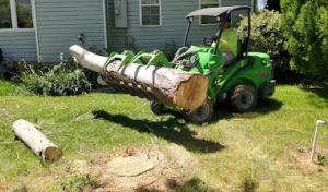 Tuttle Tree Removal