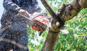 Warner Tree Service