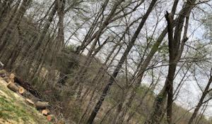 C&B Landscaping & Tree Service