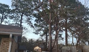 Arbor Active tree service
