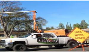 Travis Tree Service
