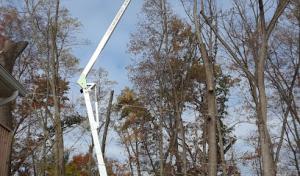 Old Oak Tree & Landscaping