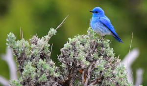 Bluebird Tree Care