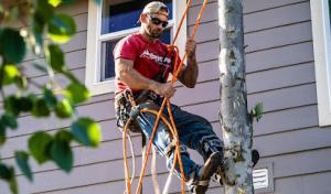 American Quality Tree Services