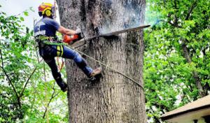 Memphis Tree Service
