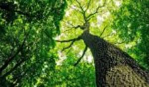 Peak Tree Service