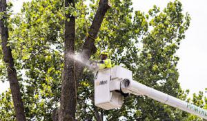 PPM Tree Service & Arbor Care
