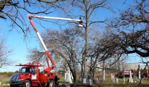 Blain's Tree Experts