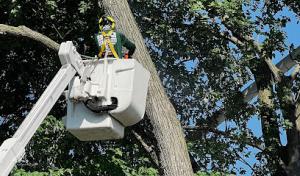 Sutter's Tree Service