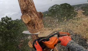 Bonilla Tree Service