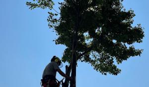 Margo's Tree Surgery