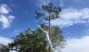 Central Florida Tree & Debris