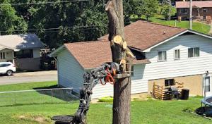 Ron Raby Tree Service