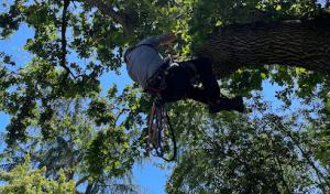 1st Choice R & R Tree Service