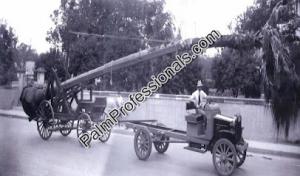 Palm Professionals Tropical Nursery #2