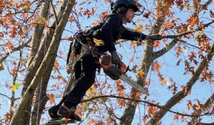 The NJ Climbing Arborist