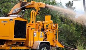 Lumberjacks Cutting Trees