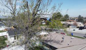 Shining Trees Tree Service