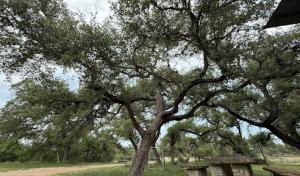 Wimberley Tree Service
