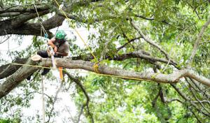DeVore's Arbor Care