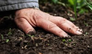 Mickiewicz Tree Experts