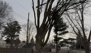 The Giving Tree Service