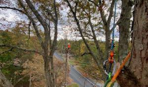 Backwoods Tree Service
