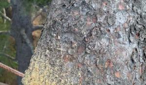 McNeils Tree Service ISA Certified Arborist