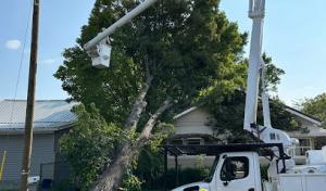 Redline Tree Service