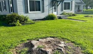 Noah's Stump Grinding