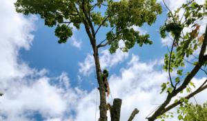 RJ Mejía tree service