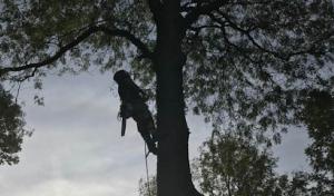 Adam's Tree Service