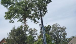 Whites Tree Services