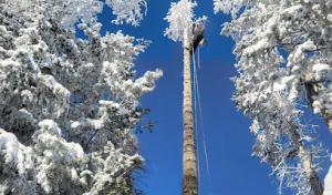 GTS Gaun's Tree Service